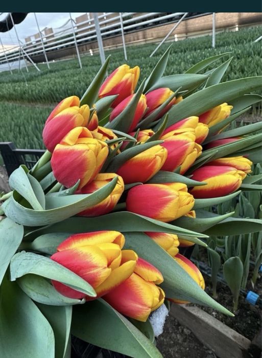 Тюльпаны для органицаций