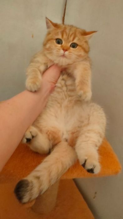 Котята Шиншиллы Алматы