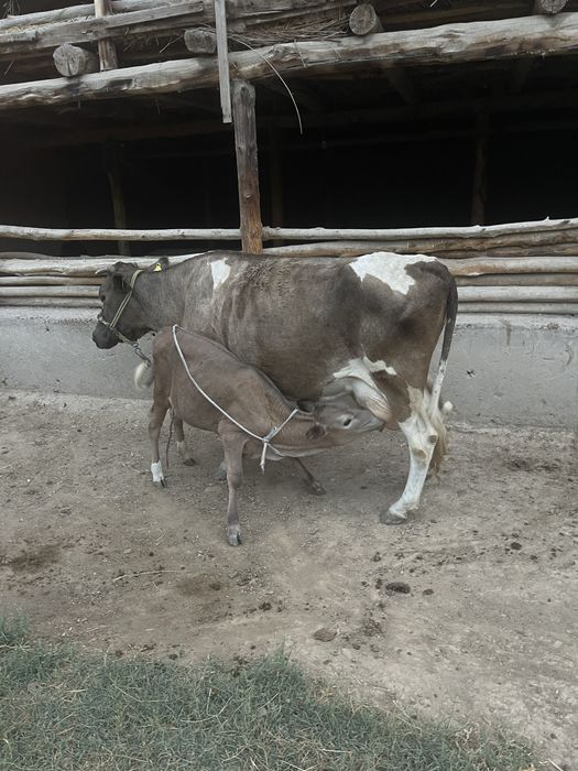Sigr sogmli bolasi blan 10ltr suti bor tepmidi