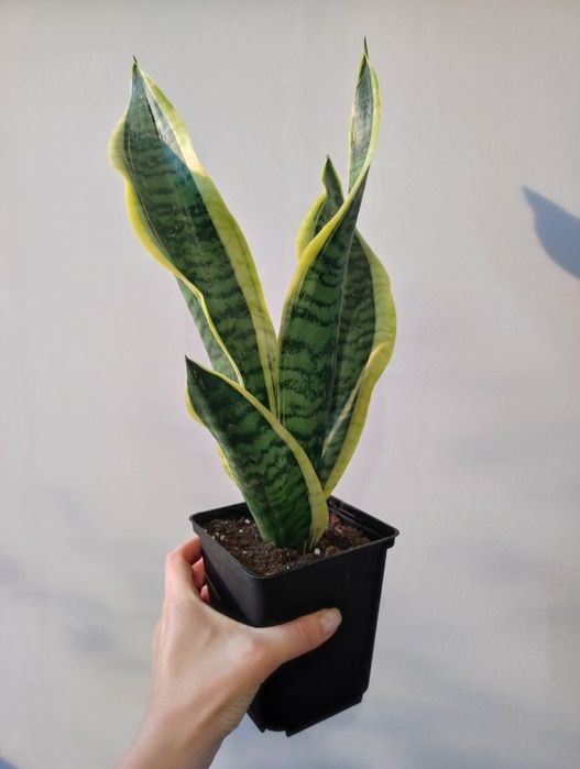 Щучий хвост (сансивиерия)