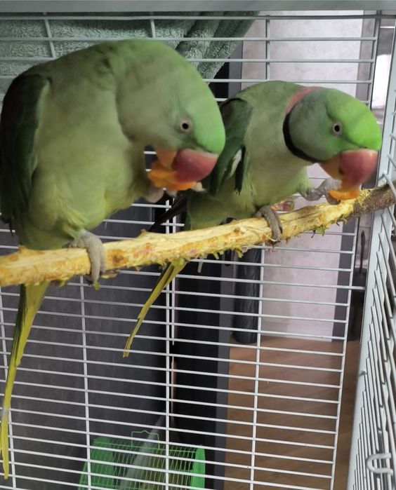 Пара ручных Александрийских попугаев