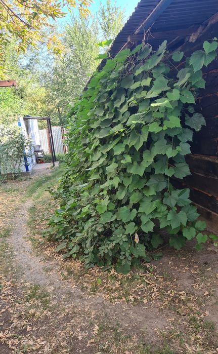 Дом'Белес'Продажа!Срочно!