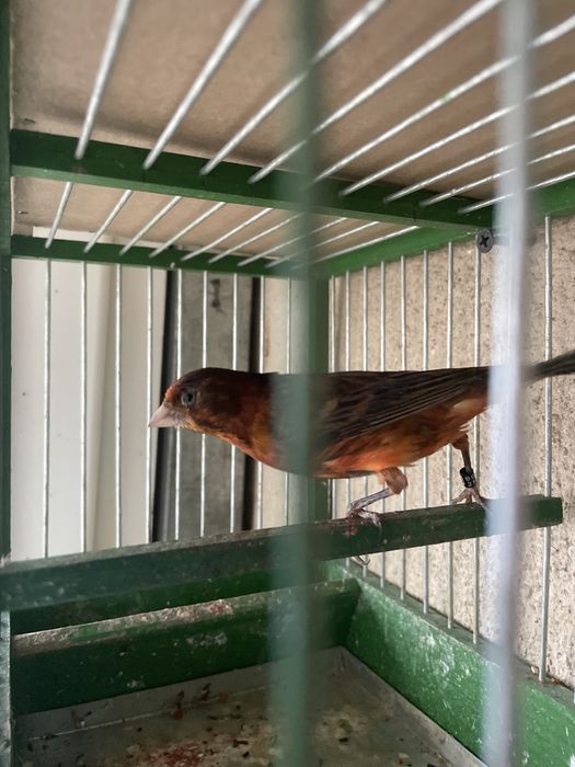 Canari slavujar si de culoare