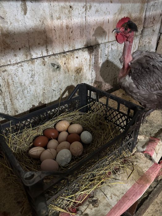 Продам курочек несушек