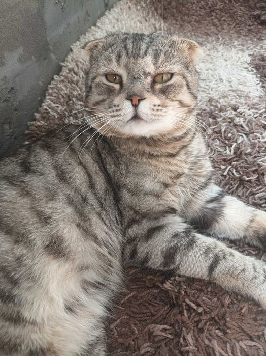 Отдам кота 2 года