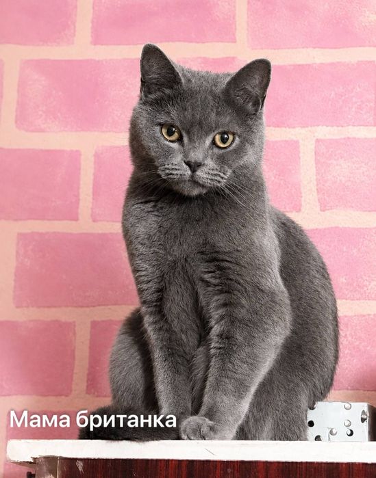 Продаются котята