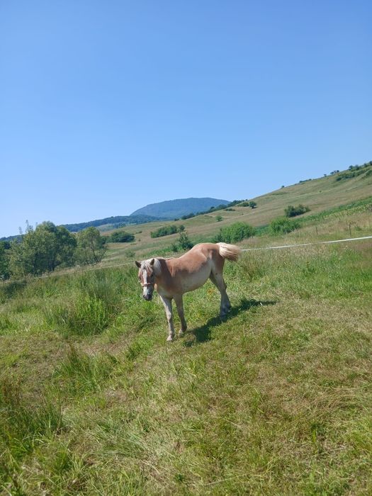 Vând mânză de 1 an