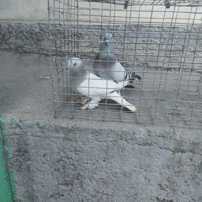 Такла пара лет с игрой самец тяга