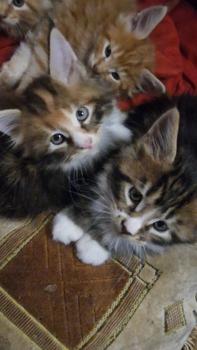 Котята мейн-кун 45 тысяч