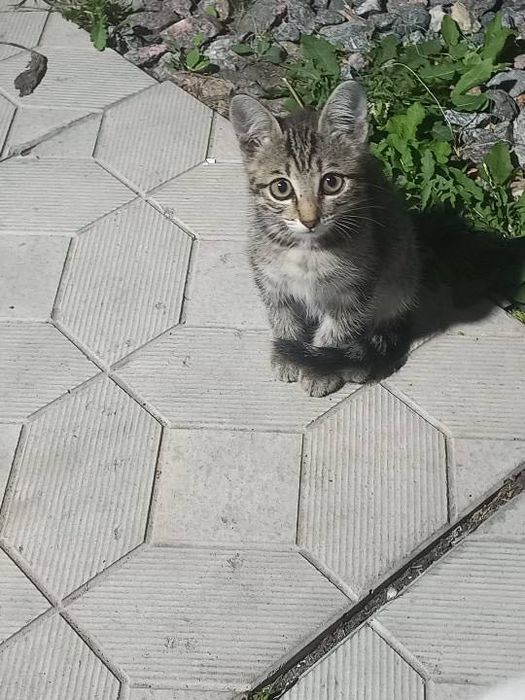 Отдам котят в добрые руки