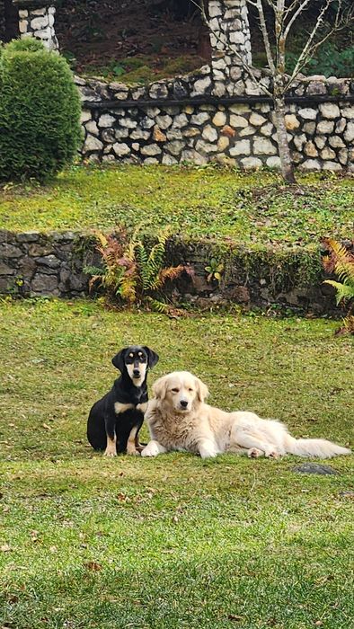 Catei pierduti sau abandonati !