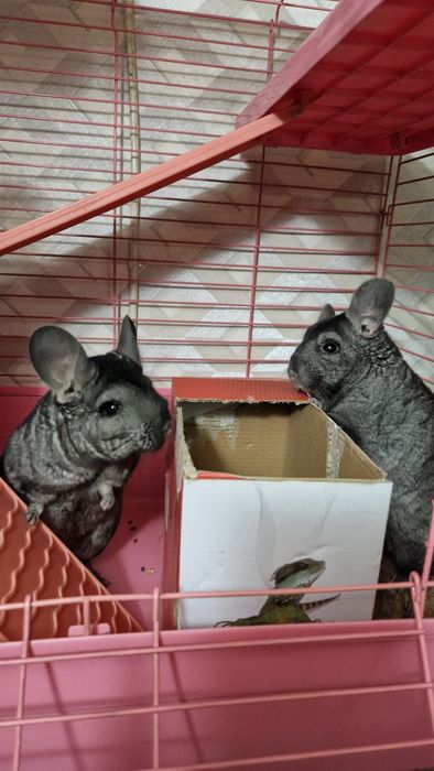 Шиншиллы малыши.