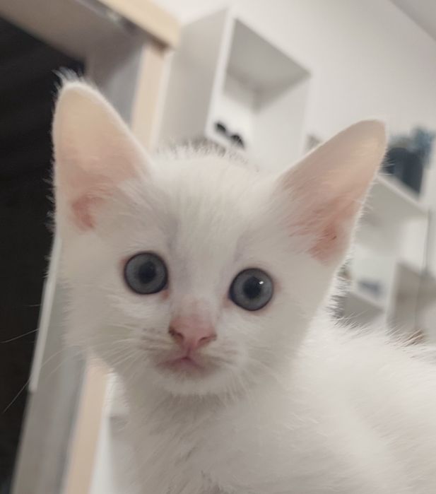Котенок, 2 месяца