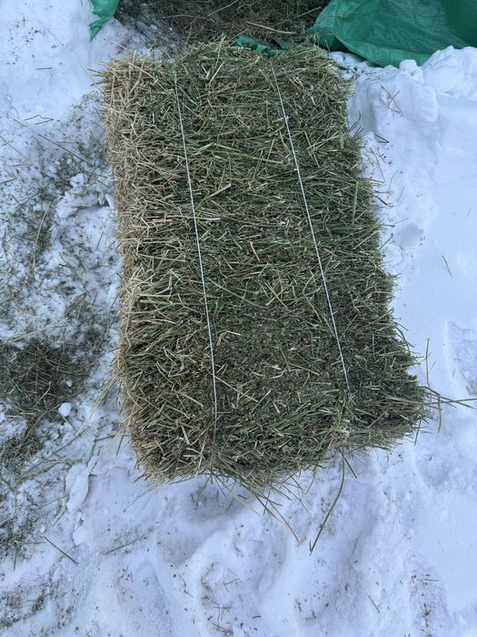 Жонышка шоп клевер