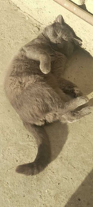 Armavirdagi fohishalar telefon raqamlari bilan