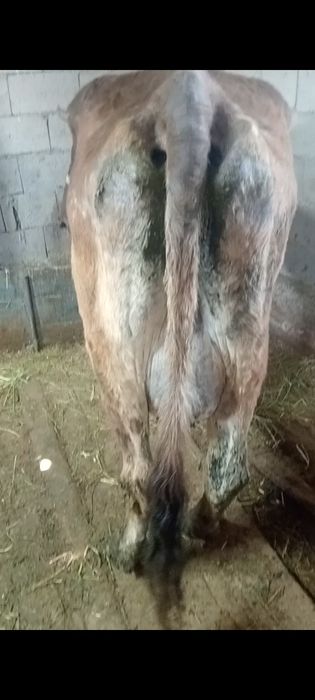 Бузаулы сутты сиырлар