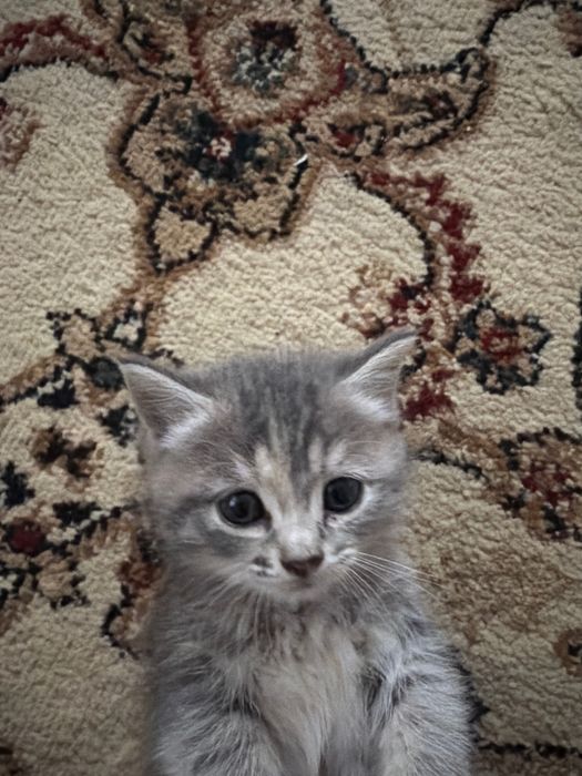 Отдам котенка бесплатно
