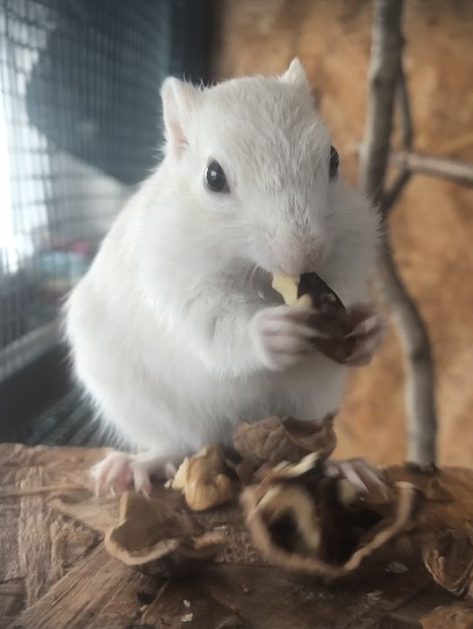 Vând Veveriță Siberiana Mascul