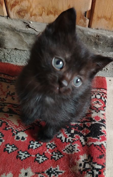 Отдам котяток в любящие руки