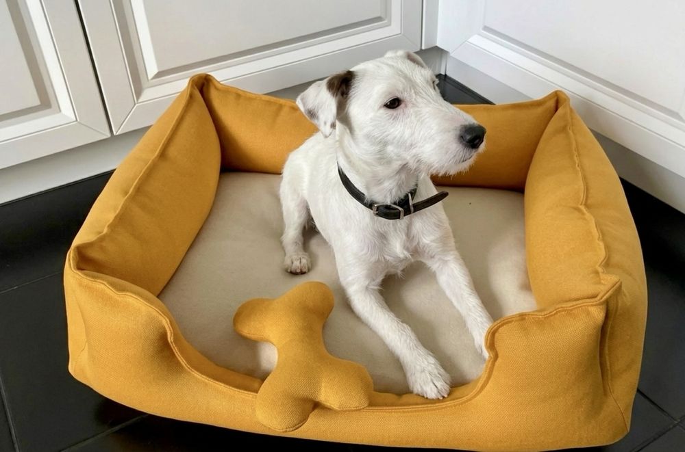 Буля — тёплая и спокойная собака