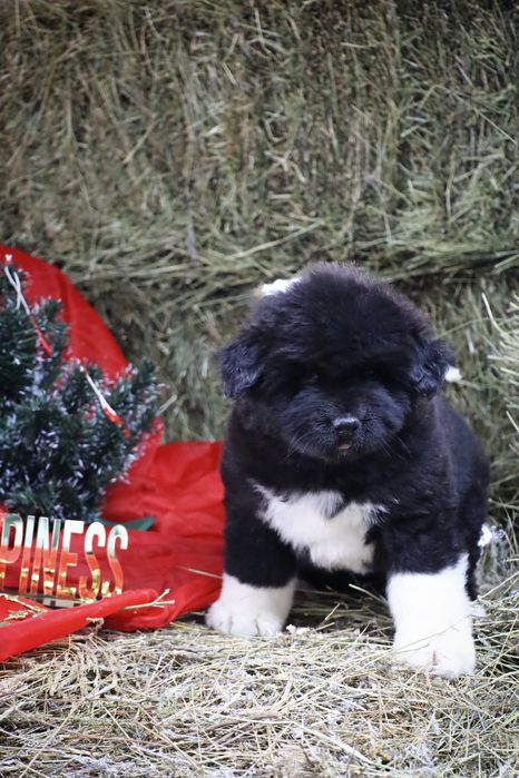 Эксклюзивные медвежата Акиты