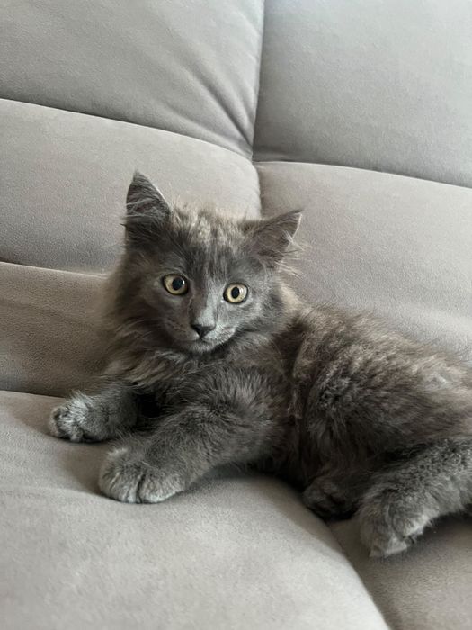 Отдам котят, к лотку причины
