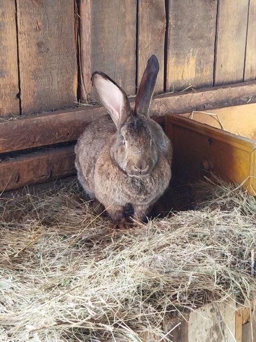 Кролик молодняк мальчик