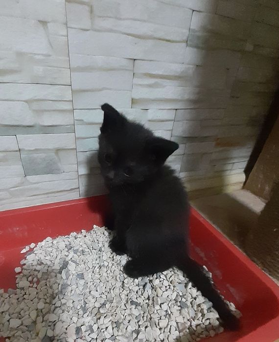 Котик мальчик, в добрые руки, метис