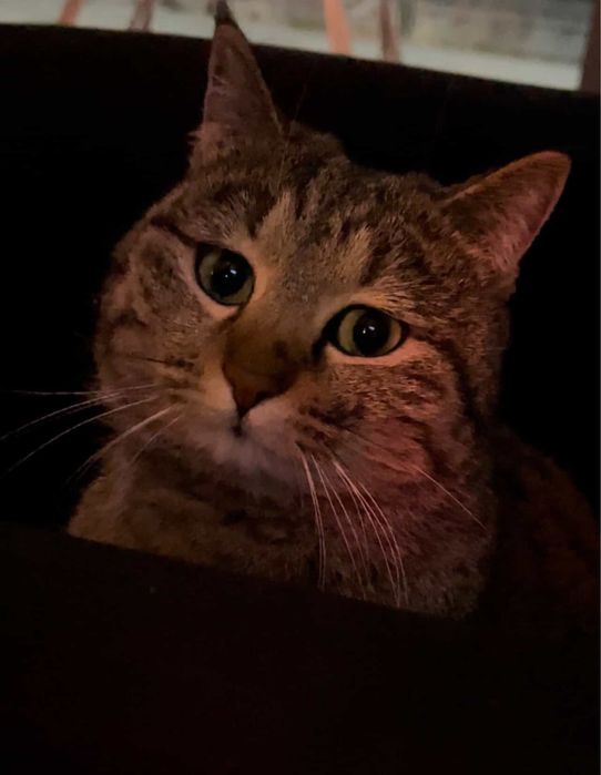 Отдам даром кошечку