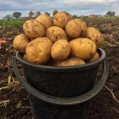 Картофель домашний