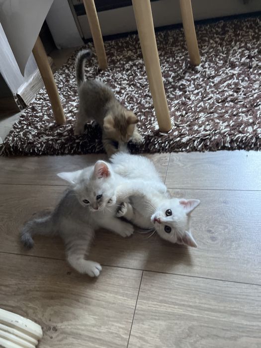 Продам котят британские веслоухих