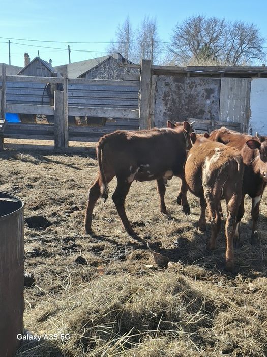 Продаю телечок 3головы