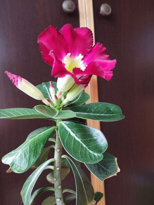 Цветущий адениум .