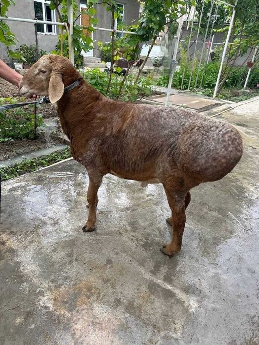 Qurbonlikga Qoʻchqorlar sotiladi
