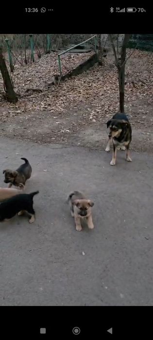 Щенки, в хорошие, добрые руки.