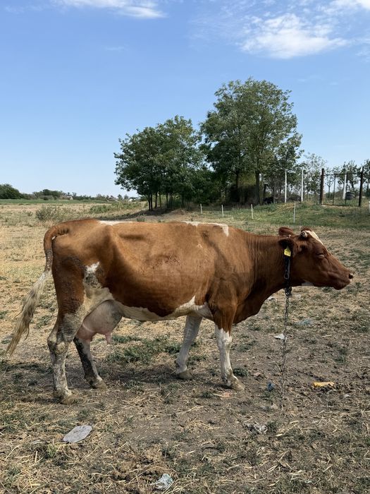 Vaca la a 4 a fatare