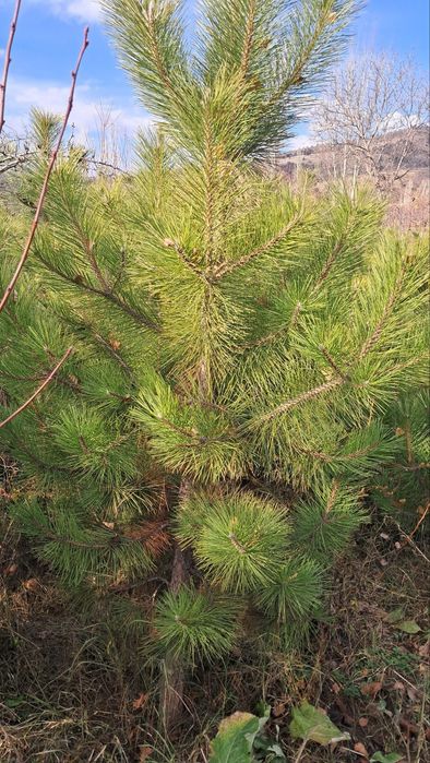Manzalari ko'chatlar sotiladi. Narxini kelishamiz optim dona.