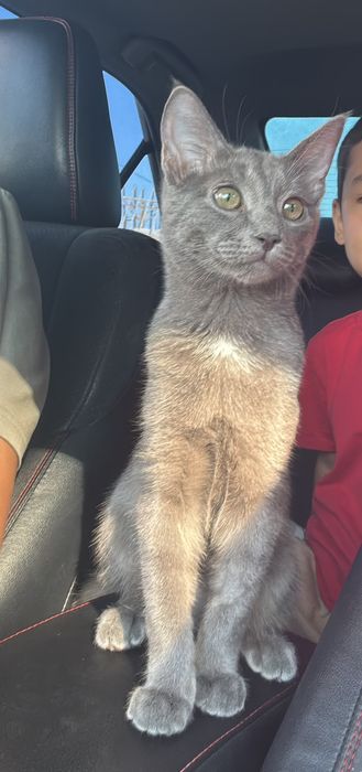 котик мальчик отдам даром