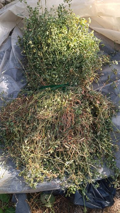 Beda o't ot Беда ут хашак hashak Беда пресс прес pres