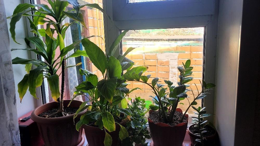 Продам все комнатные цветы.