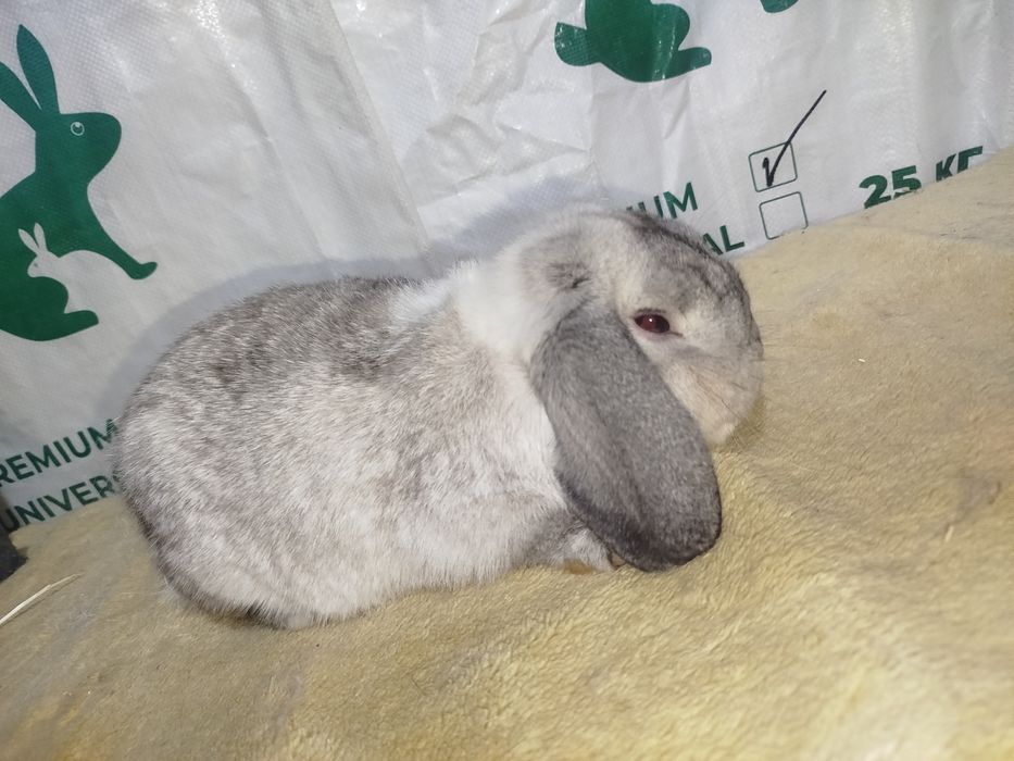 Карликовые кролики карлик куёнчалар