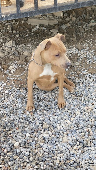 Прадам Питбул терер девчка шымкент