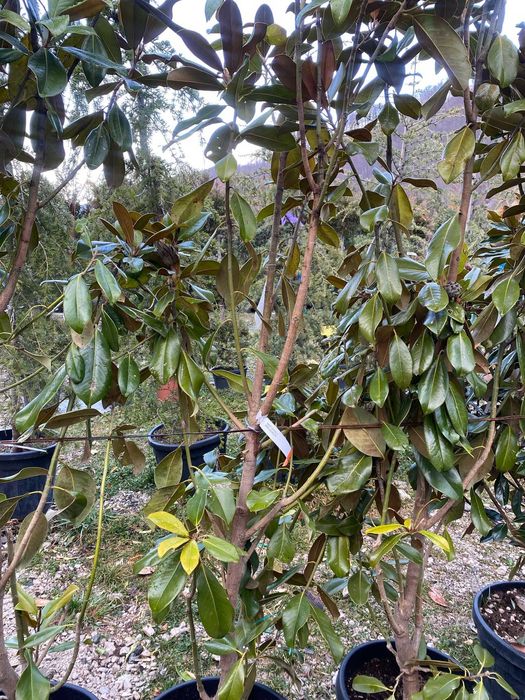 Plante Ornamentale Premium pentru Curți Moderne