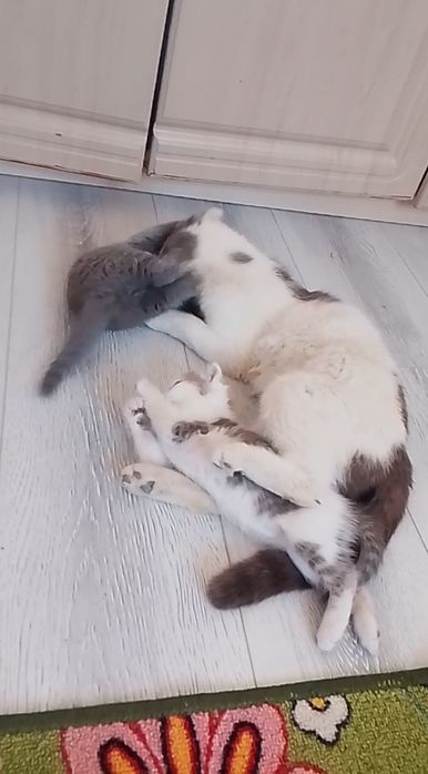 Срочно продам милых котят