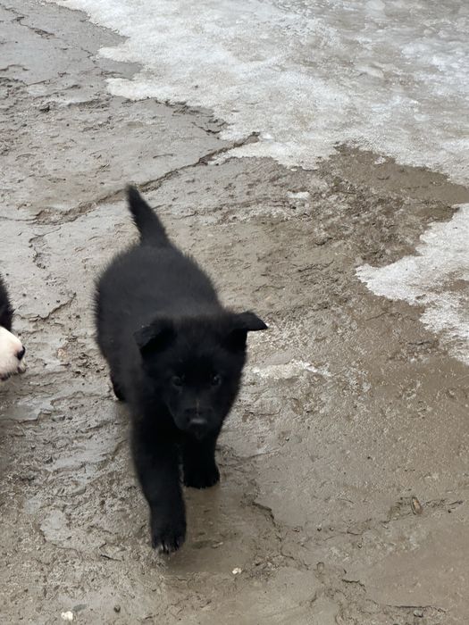 Щенки овчарки и тобета