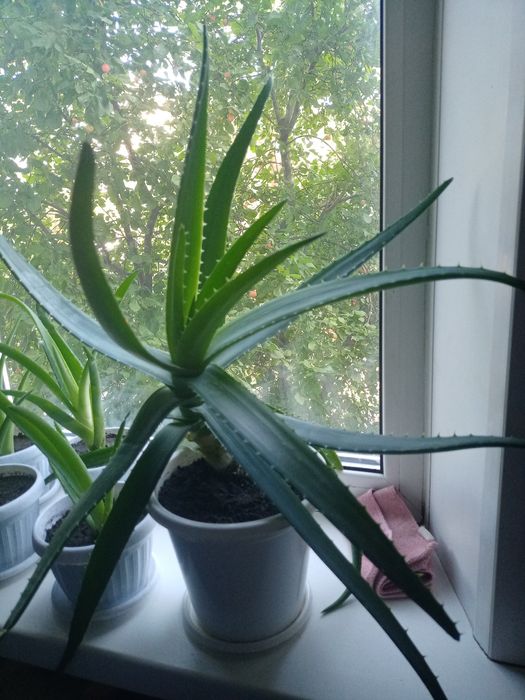 Алоэ Вера, лечебное растение