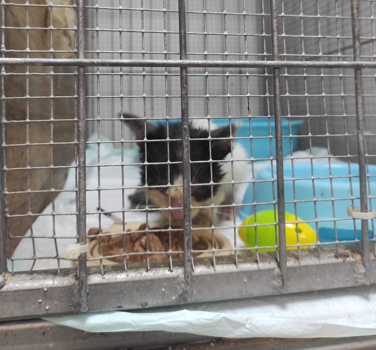 2-месечно момченце търси дом!