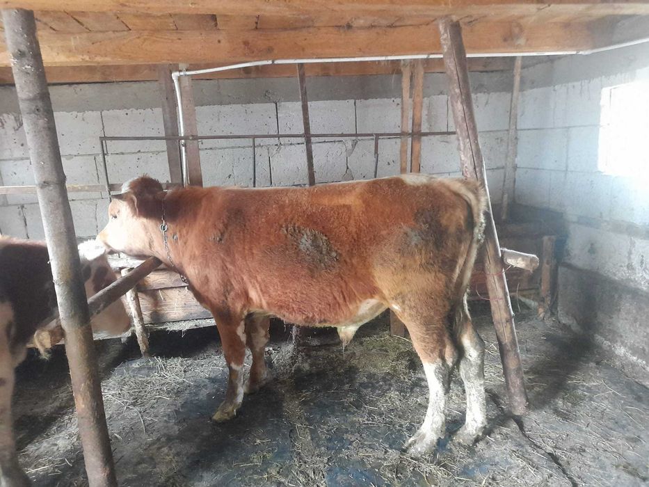 Vitei de 400 - 500 kg