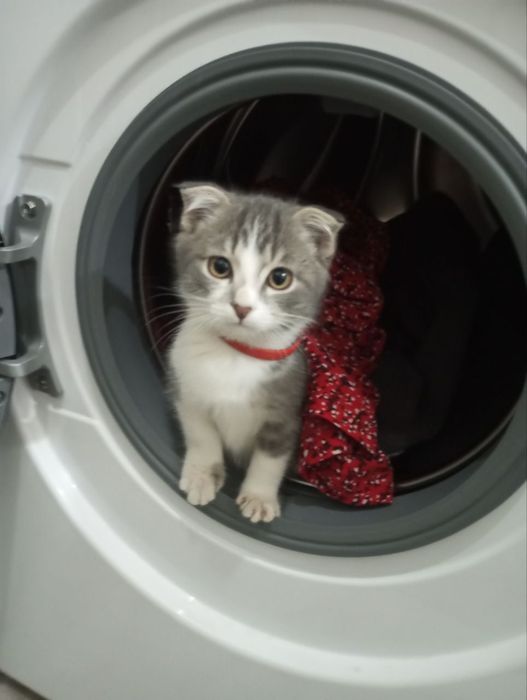 Продам кота вислоухий