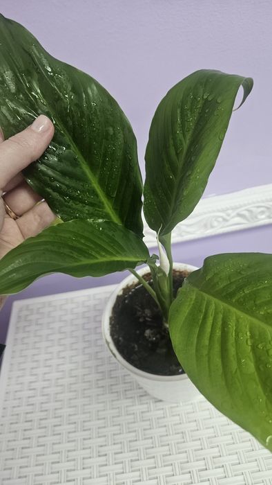 Продам Спатифилиум